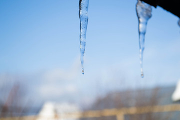 Naklejka na ściany i meble Sunny Icicles In Russian Winter Day From The Roof