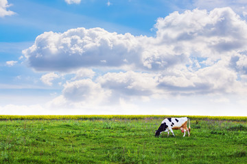 Cow grazing in the meadow in sunny weather. Rural landscape with field and picturesque sky with...