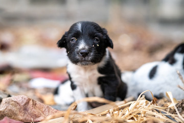 puppy was looking at the camera