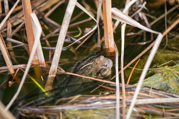 Bufo bufo or Common Toads mating in a pond during the reproductive season with long strings of eggs in the water and around them