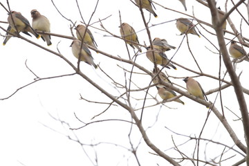 the many beauties signs of spring especially the cedar waxwing