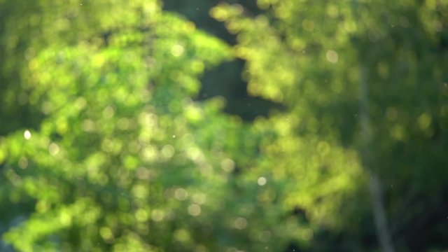Pollen flying in air over green trees background. Charming beautiful green nature video background.