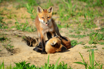 Red Fox Kits Playing (Tongue Out)