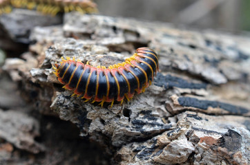 Yellow and Black Flat Millipede Molt on a Log