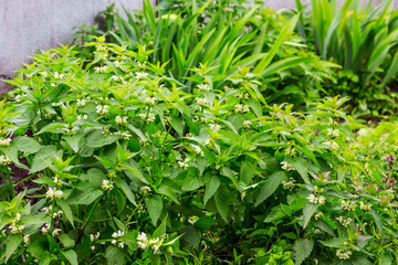 Shrubs of young green nettle during flowering_