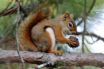 Red Squirrel Eating Some Hardmast
