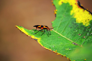 Adult Milkweed Bug on a Leaf