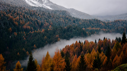 the fog divides autumn from winter
