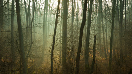 Dark and foggy autumn forest, morning view