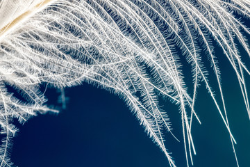 Soft white down feather of the pekin duck