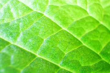 Texture of a fresh green leaf close-up, macro photo. The concept of ecology, nature, spring, summer. Copyspace. World Environment Day. Abstract natural background.