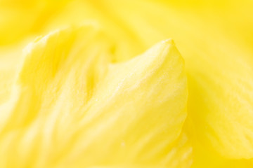 Yellow flower petals. Macro photo. The concept of flowering, spring, summer. Image is suitable for cards, banners. Abstract flower photo.