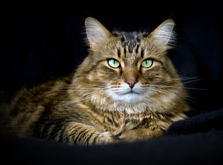 Handsome adult maine coon cat on black background