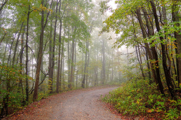old dirt road on a foggy morning in the woods