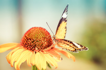 yellow butterfly on coneflower