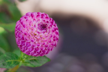 pink dahlia on grey background