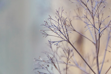 winter shrub branch without leaves 2