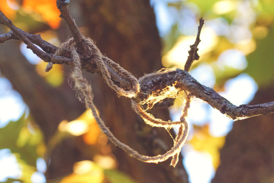 string tied in a tree