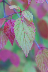 Fall leaves green and pink