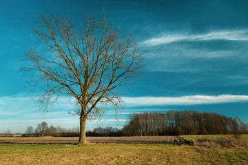 Big oak without leaves on the meadow, white clouds and blue sky, view in sunny day