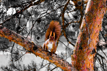 Squirrel on a branch