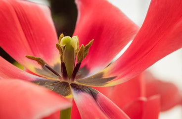 closeup red tulip blossom