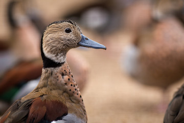 duck portrait in the group