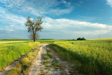 Fototapeta na wymiar A dirt road through green fields, a lonely tree and clouds on a sky
