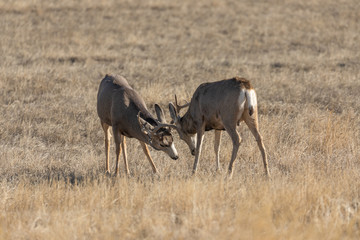 Naklejka na ściany i meble Mule Deer Bucks Fighting During the Fall Rut