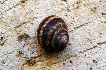  large snail on a gray wall