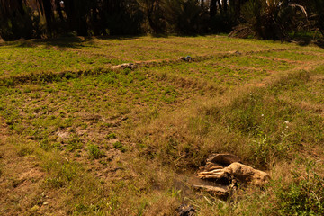a field with alfalfa in the oasis of Tighmert