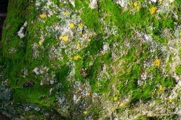 fine grass sprouted from concrete stone