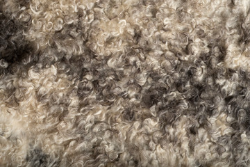 White  and black wool texture background. Natural fluffy fur sheep wool skin texture.  wool coat, beige color carpet, close-up macro, for background and wallpaper