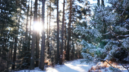 Winter in the forest with snow and sunshine