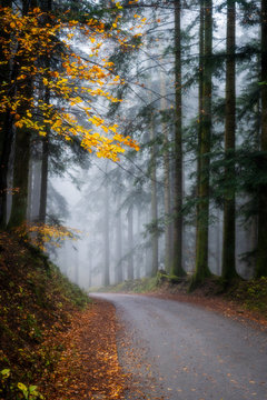 Foreste Casentinesi National Park, Badia Prataglia, Tuscany, Italy, Europe. Road through the wood. © Salvatore Leanza