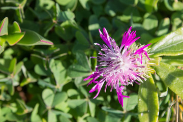 Purple wild flowers in nature
