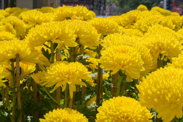 bright yellow chrysanthemums close-up on a background of foliage