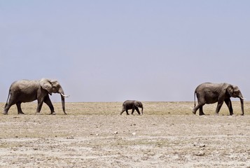Fototapeta na wymiar Elephants in Amboseli National Park - Kenya