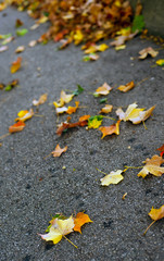 Autumn leaves