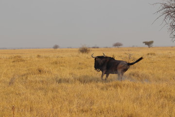 Wildebeest running in Nata in Botswana. Travelling during dry season on holiday.