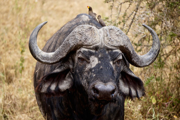 Buffalo in Serengeti national Park - Tanzania