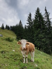 Fototapeta na wymiar young free-running cow in the Bavarian Alps