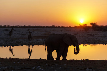 Fototapeta na wymiar Elephant Sunset in Etosha National Park - Namibia