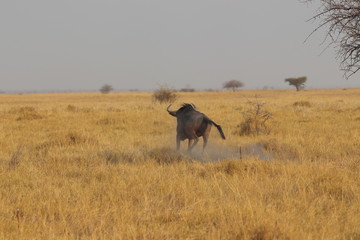 Wildebeest running in Nata in Botswana. Travelling during dry season on holiday.