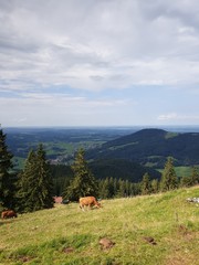  dark brown milk cows in the Bavarian Alps