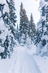 Winter forest landscape. Komi republic