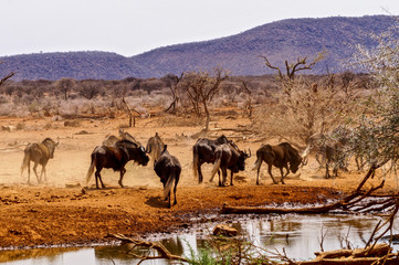 Fototapeta na wymiar Black Wildebeest in Erindi Game Reserve - Namibia