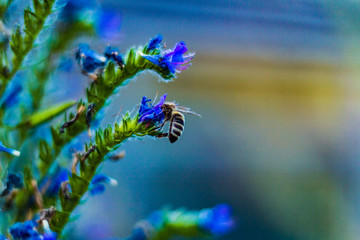 flowers, bees and bumblebees #6