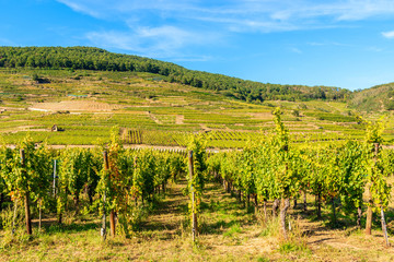Fototapeta na wymiar View of vineyards near Kaysersberg village, Alsace Wine Route, France
