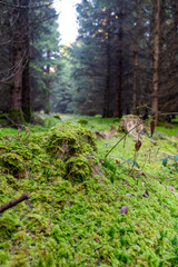 Green tree trunk in forest with grass and moss